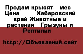 Продам крысят 1 мес › Цена ­ 50 - Хабаровский край Животные и растения » Грызуны и Рептилии   